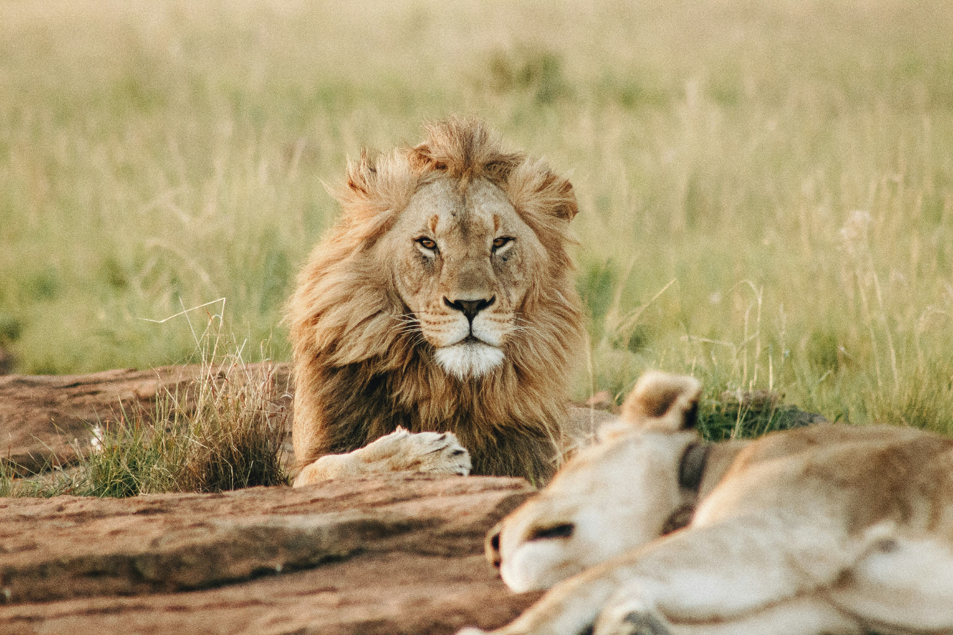 Big Five Safari