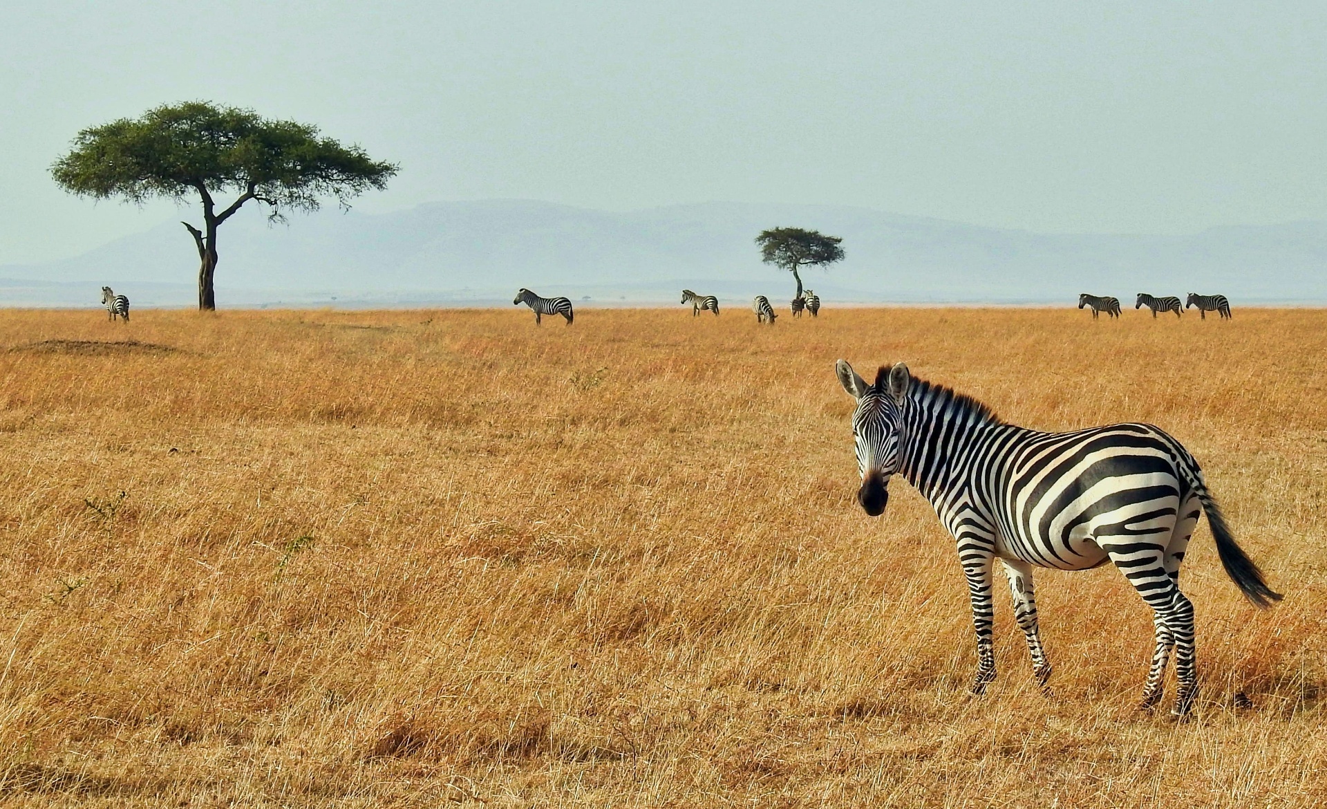 Great Migration Experience