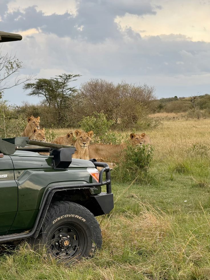 A pride at close range