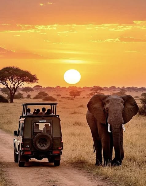 African elephant walking into a golden Tanzanian sunset
